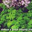 Parsley as edge plant.thumb